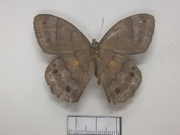 Pseudodebis valentina