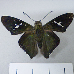 Chrysoplectrum perna