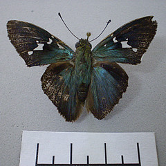 Astraptes enotrus dorsal