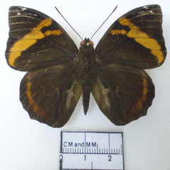 opsiphanes cassina male dorsal