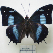 Baeotus japetus