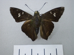 chrysoplectrum perniciosus dorso chrysoplectrum perniciosus dorso