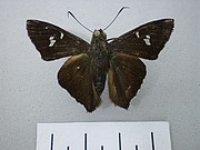 Chrysoplectrum perniciosus Chrysoplectrum perniciosus