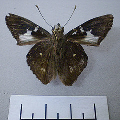 Astraptes enotrus ventral