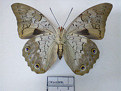 prepona laertes female ventral