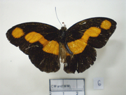 Catonephele antinoe