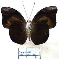 Catonephele acontius male ventral