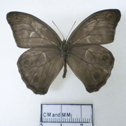 Megeuptychia antonoe