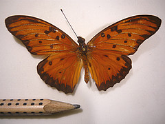 agraulis vanillae dorsal