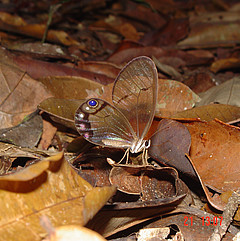 cithaerias andromeda