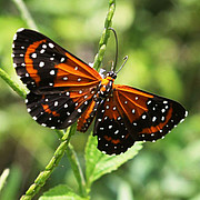 Stalachtis phlegia