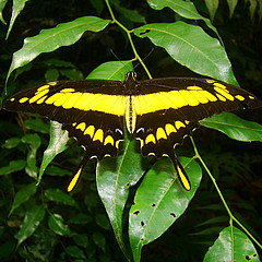 Heraclides thoas resting