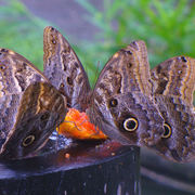 Caligo eurilochus