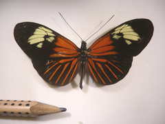 heliconius erato colecao