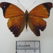Temenis laothoe