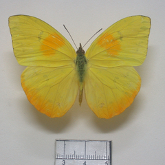 Phoebis philea