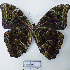 morpho deidamia ventral