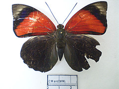 agrias claudina female dorsal