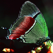Evenus regalis