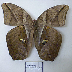 eryphanis automedon