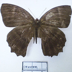 taygetis laches dorsal