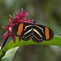 Heliconiinae