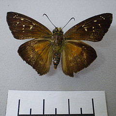 Augiades crinisus dorsal