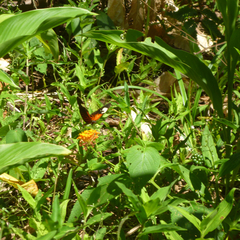 heliconius erato