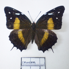 Baeotus aeilus fem dorsal