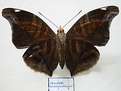 historis odius ventral