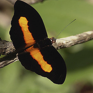 Nymphalidae Nymphalidae