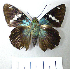 Astraptes fulgerator female dorsal