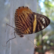 Tigridia acesta