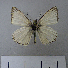Heliopetes arsalte