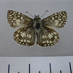 Pyrgus orcus dorsal