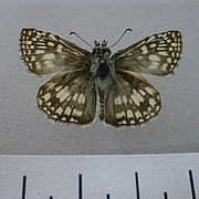 Pyrgus orcus