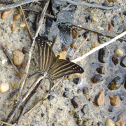 Marpesia chiron