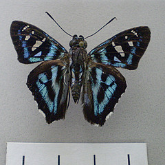 tarsoctenus papias male