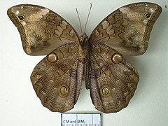 catoblepia xanthus ventral