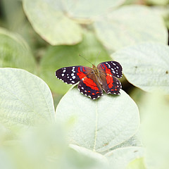 anartia amathea_macedo