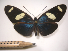 heliconius sara dorsal