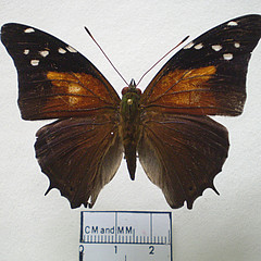 historis acheronta dorsal