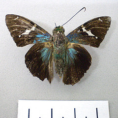 Astraptes fulgerator male dorsal