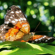 Anartia amathea