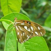 Agraulis vanillae