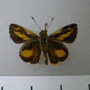 Anthoptus epictetus Anthoptus epictetus