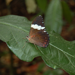 hamadryas arinome vista ventral jb