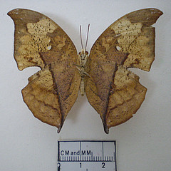 zaretis isidora female ventral