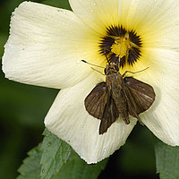 Hesperiinae