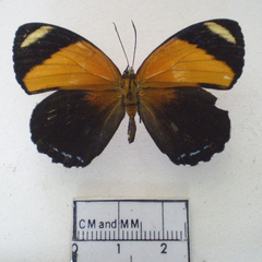 callicore cynosura dorsal